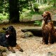 RRS_Fotogalerien_2016-05-22_Kasbachtal038