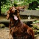 RRS_Fotogalerien_2016-05-22_Kasbachtal041