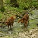 RRS_Fotogalerien_2016-05-22_Kasbachtal051