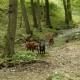 RRS_Fotogalerien_2016-05-22_Kasbachtal052
