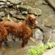 RRS_Fotogalerien_2016-05-22_Kasbachtal066