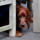 RRS_Fotogalerien_2016-08-21_Kraeuterspaziergang149