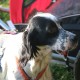 RRS_Fotogalerien_2016-10-23_Zeig-was-du-kannst-Gang016