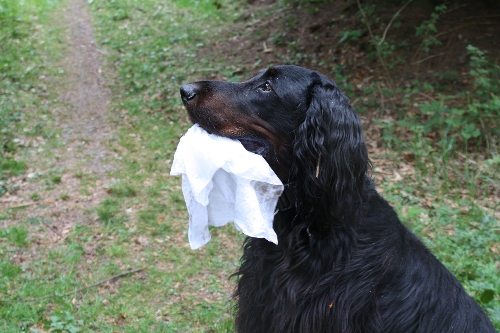 rheinruhrsetter
