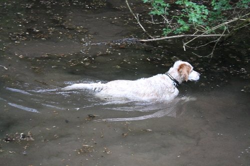 rheinruhrsetter